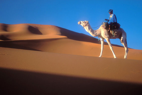 Гид-бербер на своем белом верблюде
