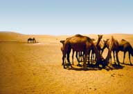 Корабли пустыни одногорбые верблюды