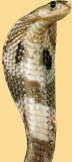 Азиатская кобра