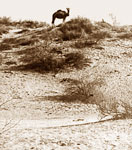 Домашние верблюды в пустыне пасутся без пастухов