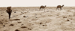 Верблюды на Большом такыре близ поселка Аджикуи